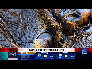 Bees Under Electron Microscope [HD VIDEO]