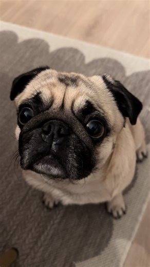 Staring contest with me #pug #dog #cute #pugsoftiktok #funny