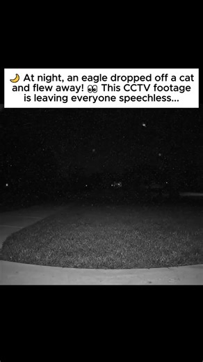 🌙 At night, an eagle dropped off a cat and flew away! 👀 This CCTV footage is leaving everyone speechless... . . . . . . #fblifestyle #usa #Eagles #animals #cat #wildlife | We Love Eagles
