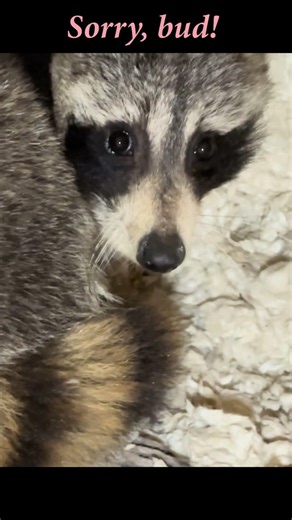 Ran into a giant sleeping trash panda while doing an attic inspection