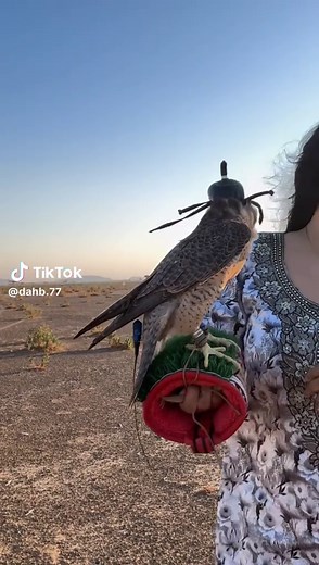 Exploring Falconry Traditions in the UAE