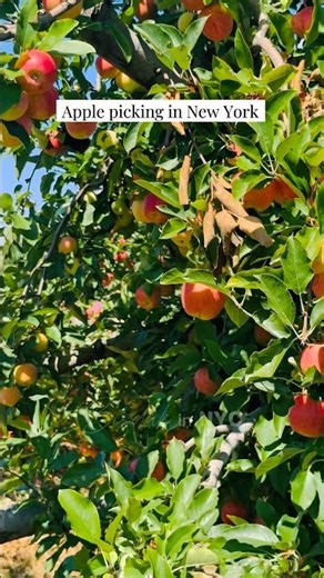 Apple Picking in New York | DuBois Farm, New York 🍎🇺🇸