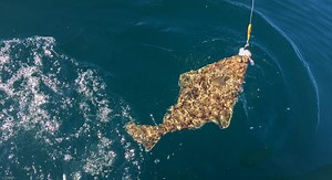 Discover the Largest Halibut Ever Caught in Massachusetts