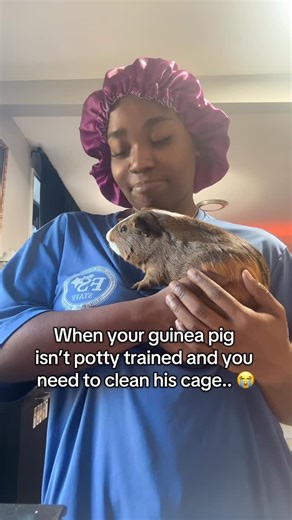 Life With Lar’s Pets on Instagram: "I love Echo but he hasn’t grasped the concept of not pissing on my floor 😭 . . . . . . . . . . . . . #guineapig #guineapigsofinstagram #guineapigs #guineapiglove #guineapiglife #cavy #pets #guineapiggies #guineapiglover #guineapigsofig #petsofinstagram #cute #pet #meerschweinchen #guineapiggy #animals #cavylove #guineapiglovers #cavies #cavia #guineapigoftheday #guineapigsofinsta #caviesofinstagram #guineapigmom #love #piggies #cuteanimals #cavysofinstagram #