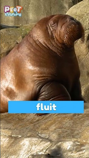 Welk Geluid Maakt De Walrus? Pretlettertjes voor Baby, Dreumes en Peuter #shortswithcamilla