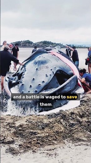 The Silent Tragedy of Beached Whales #whales #globalwarming