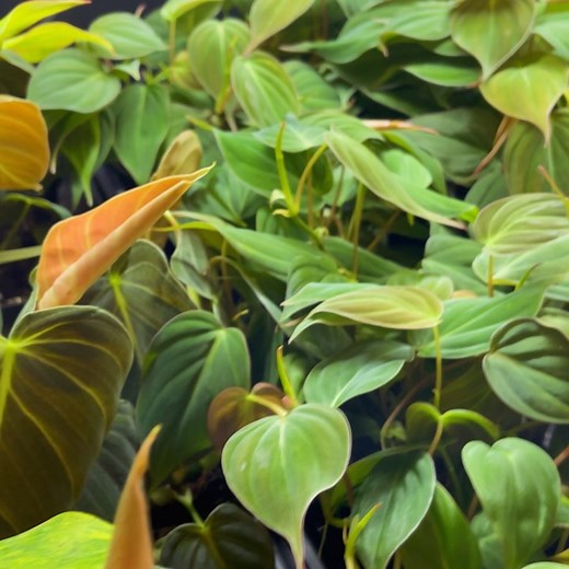 Found Things Plant Shop on Reels