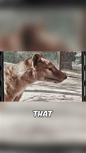 Extinct Final Camera Footage‼️😱 #ExtinctAnimals #