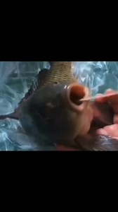 218K views · 398 reactions | Not just humans, fish and crabs undergo Covid-19 tests amid rise in cases in China. Watch the viral video. #China #COVID19 #CovidTest #Seafood #Fish #Crabs #ViralVideo #ITReel (Video: bridgeduan/Twitter) | India Today | Facebook