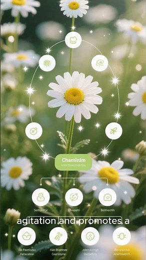 The champions of sleep in tea form: 1. Chamomile - 2. Lemon balm
