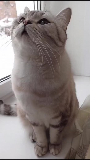 Всем Леночкам посвящается❤🐱
