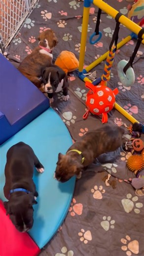 Every day with these beautiful  boxer puppies feels like a fresh dose of joy. From their goofy zoomies to their soft sleepy snuggles, they bring more love and laughter than we ever imagined. If these little wiggle-butts made you smile today, drop a ❤️ in the comments! | Boxer puppies for adoption in Nashville Tennessee | Facebook
