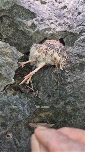 wow what kind of bird's foot is this? #shotrsvideo