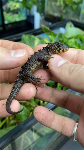 Did you know that besides geckos, Tribolonotus are said to be some of the only other lizards that possess vocal cords? They can voice their distress and advertise their presence by making sounds (barks, chirps, squeaks and growls). Every few months, I go through every crocodile skink terrarium, handle each skink for a once-over, and check for new eggs and neonates (babies). Here I am examining a young red-eyed crocodile skink (Tribolonotus gracilis), and as you can see and hear, they weren’t hes