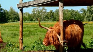 Highlander, Cattle, Animal. Free Stock Video