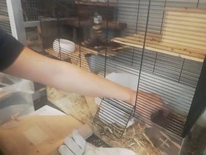 5.1K views · 54 reactions | Auch wir haben von der grossen Beschlagnahmung insgesamt 44 Mäuse und 32 Ratten übernommen . Noch dürfen die Tiere nicht vermittelt werden . Wir würden uns sehr über Unterstützung freuen in Form von Mäuse und Ratten Futter. Danke schön im Vorraus | Tierheim Koblenz | Facebook