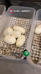 I decided to go retro today. It’s fun to look at how the videos evolved over time. I did a lot more quick, almost how-to videos with music compared to the storytelling I do now. Which style do you like better? #reels #animals #snake #reptiles #retro | The Molinaro Snake Lab