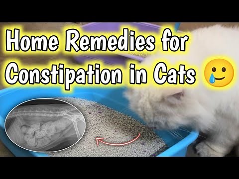 Home remedies for constipation in cats |how to treat cat constipation at home | constipation in Cats