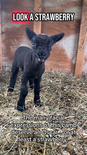 #BabyDollSheep #farmlife #blacksheep #lamb She was a cute little lamb. Now she’s fat and sassy 😂 | GypsyFeather Farm