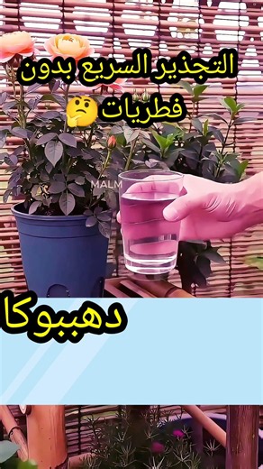 أسرار تجذير عقل الورود في المنزل بطريقة سحرية ومكونات طبيعية 🌹✨