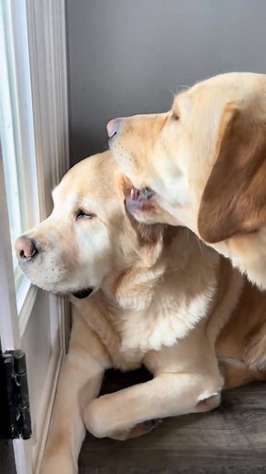 Adorable Moments with Yellow Labs 💖 Every time I see Bobo, I am reminded of my own yellow lab who passed away at 14. They look so much alike! 😢 📸 Caught in 4K, every moment with them is priceless. @AKerbs3 @Dātofuroggu2 @myfav_riz02 @Hoàng Duy 😂 Bobo seems completely unphased by everything happening around him! Why does he let it happen? 😅 I can’t help but laugh at that adorable side eye! 🌟 It's as if Bobo has accepted his fate, even defying gravity with those cheek wrinkles! 🐶 Love these