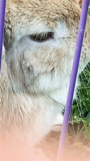 Those cute brown eyes♥️ #bunny