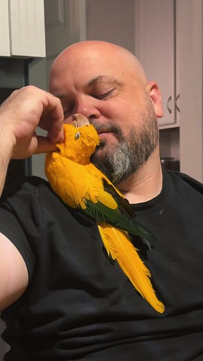 Adorable Golden Conure Pets You’ll Love