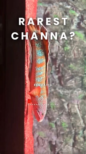elquatic.id on Instagram: "A name few people recognize. Channa amphibeus. Extremely rare. Highly adaptive. Almost mythical among snakehead enthusiasts. Some fish evolve quietly. This one disappears quietly. Do you think it still survives in the wild? #reels #trending #fyp #channa #california"