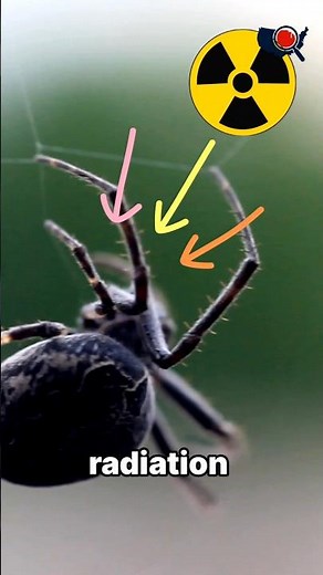 Radioactive Spider Bites: The Science Explained 🕸️🕷️ | #didyouknow #facts