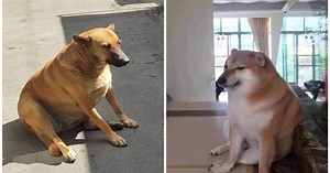 “Cheems mexicano” se populariza y desata una ola de memes por su parecido al original