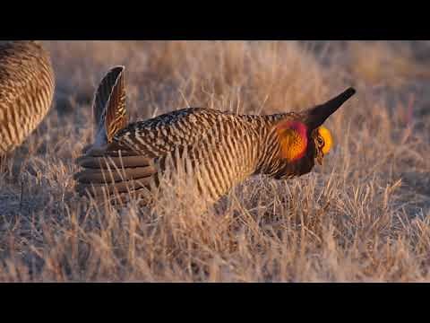 Greater Prairie Chicken Lek Minnesota Tympanuchus WMA April 2019