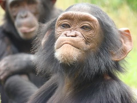 the changing ape - full documentary
