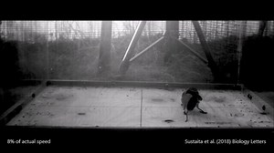 The loggerhead shrike, a carnivorous songbird, can take down prey with body masses up to 40% of its own. Learn more in the research from last year: https://fcld.ly/q5nh3ez #ScienceMagArchives | News from Science