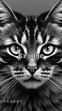 Miaw Miaw Miaw Song| Opera Version | Visual Video Song