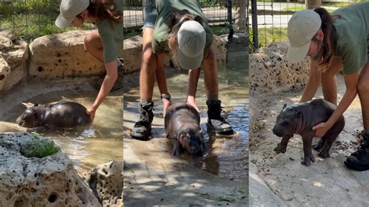 This pygmy hippo hates going inside after a fun day in the great outdoors. Tanganyika Wildlife Park handlers have to get creative to coerce baby Mars out of the pool. | The Commercial Appeal | Facebook
