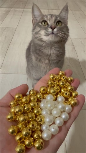 Reverse Cat Clip That Feels Super Clean