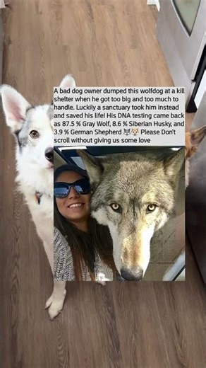 A bad dog owner dumped this wolf dog at a kill shelter
