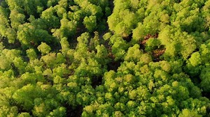 Flying over a mountain forest. Spring on the mountain, aerial drone cinematic nature footage. Fresh green spring leaves. Weather sunny spring day with wind. Smooth flying over green jungle.