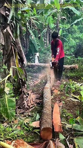 Cutting Through the Wilderness: How a Chainsaw Transforms Logs into Useful Resources