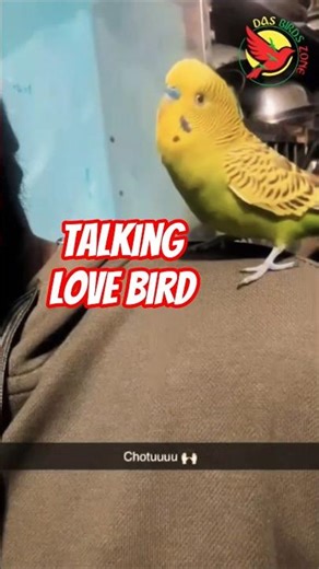 talking love birds#Lorikeet &sunconnure#pineppale #trending#viral #parrot#short..