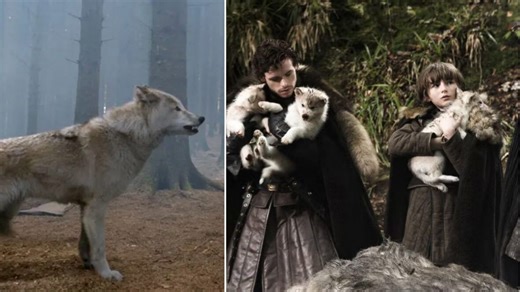 The wolf-like dog breed behind Game of Thrones’ direwolves