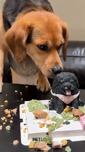 He Stopped Eating When He Saw His Best Friend…❤️‍🩹#pets #shorts #tranding #petloop #cat #cute