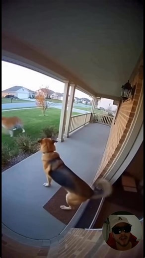 Watch this unbelievable real-life CCTV footage from a suburban U.S. home! A man rushes to his front door as a tiger slowly approaches. Just in time, a courageous dog leaps onto the porch, barking fiercely and protecting the man. The tiger freezes, then runs away, and the dog stands guard — a true hero! #BraveDog #TigerAttack #AnimalRescue #CCTVFootage #DogHero #ViralAnimals brave dog, tiger attack, dog vs tiger, CCTV footage tiger, animal hero, dog saves man, wildlife encounter, suburban home ti
