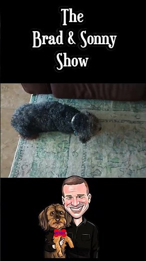 Yorkie Poo & Lab Pointer's Epic Toy-Chewing Party!