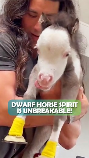 37K views · 3K reactions | Peabody had two friends, a Frenchies that would play with him and protect him 殺 They made him so playful! Special thanks to Penelope and Peabody: @faithfulminis #dwarfhorse #cuddlebuddies #unusualpets | Cuddle Buddies | Facebook
