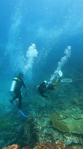 D I V I N G ❤ S P E C I A L S on Instagram: "Drift diving through Komodo’s underwater wonderland—strong currents, stronger memories! 🎥: @rijal_komodo_sea & @thiagomarlo - - ——————————————————————————— More scuba fun? Follow us @divingspecials ——————————————————————————— #divingspecials #divingspecialsshop #diving #divingtrip #divingboard #divinglife #divingdeep #divingwatch #divingisfun #divingday #divingin #scubadivinginternational #scubadivingpic #divingshop #scubadiving #scubadivinglife #scu