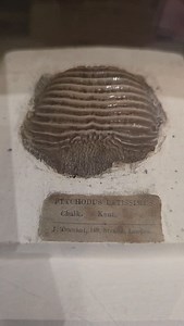 Day 18: 24 days of Thinktank exhibits. This fossil tooth comes from Ptychodus latissimus, a large shark that lived in the warm, shallow seas covering much of Britain during the Late Cretaceous period, around 90 - 85 million years ago. Unlike the sharp, slicing teeth of modern predatory sharks, Ptychodus had broad, flattened teeth with ridged surfaces. These were perfectly adapted for crushing hard-shelled prey such as oysters, clams, and other shellfish that lived on the sea floor. Rows of these