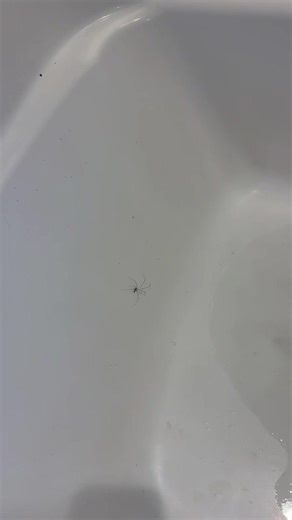 I know what kind of bug it is and yes I saved it #women #fyp #viral