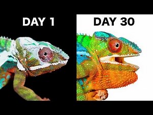 When a Chameleon Trusts You…