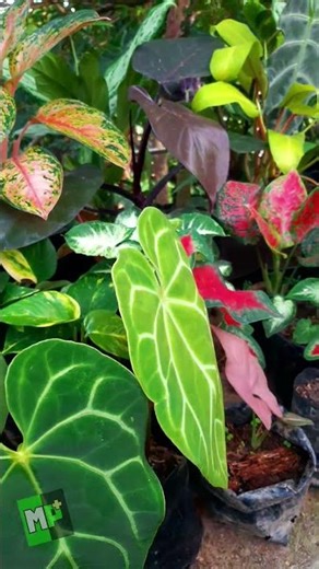 🪴💚❤️‍🔥 Plantas Exóticas de Colección Araceas #plantlover